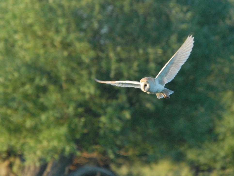 Barn Owl, Black-Headed Gull, Teal, and a Grass Snake on the lake!